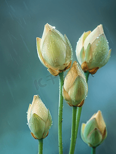 雨后荷花花苞摄影图