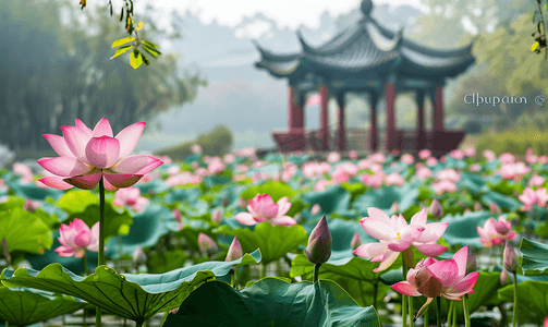 长亭摄影照片_夏季池塘长亭荷花实物摄影图