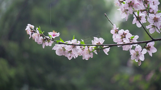 桃花桃花摄影照片_实拍春天花朵李花雨中的李花模板