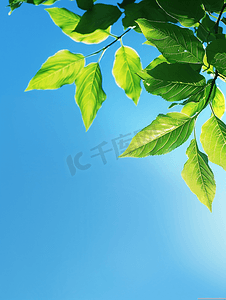 蓝天树叶叶子夏季清新摄影图