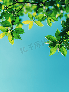 蓝天绿叶摄影照片_蓝天树叶叶子夏季清新摄影图