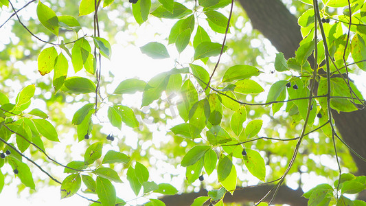 逆光树林摄影照片_实拍春天绿树阳光逆光树林实拍