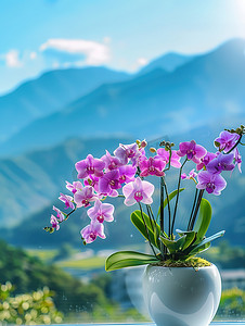 蝴蝶兰花插花花艺高清图片