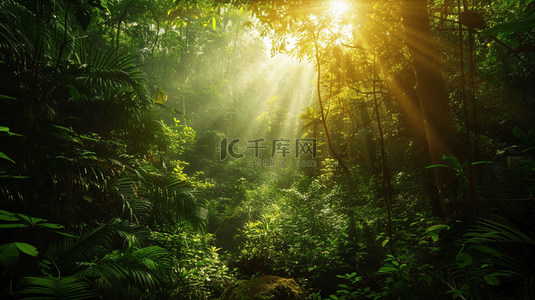 早晨的太阳背景图片_太阳光芒照射森林树木自然风景的背景
