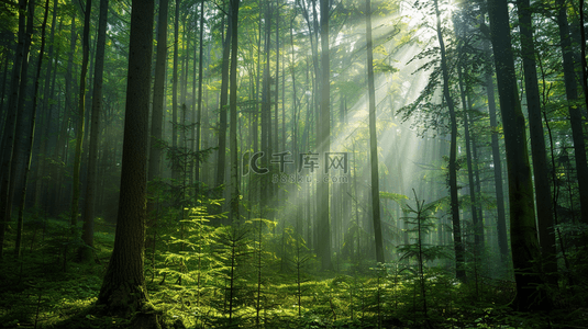 森林背景图片_太阳光芒照射森林树木自然风景的背景