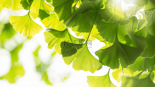 阳光背景图片_阳光下的绿色银杏叶光影背景