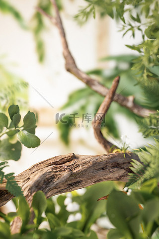 背景图片_夏季植物花草绿色3D立体背景仿摄影展台