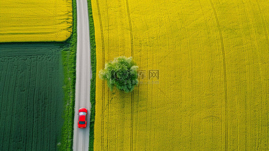 汽车创意合成背景背景图片_油菜花汽车公路合成创意素材背景