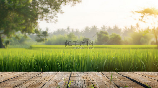 木板背景图片_木板田野水稻合成创意素材背景