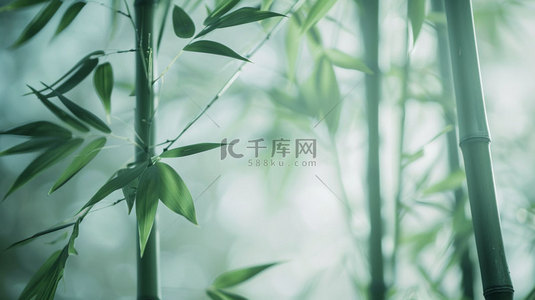 竹子光线阴影合成创意素材背景