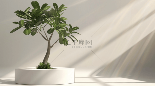 时尚背景图片_简约时尚现代室内阳光照射盆景植物的背景
