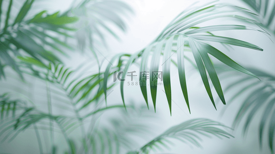 绿色植物装饰背景背景图片_夏季绿色植物棕榈叶装饰光影背景