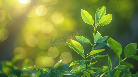 绿茶茶叶摄影照片_阳光下的茶树嫩叶图片