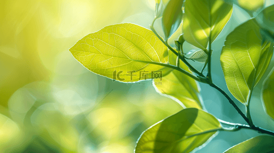 绿色简约树叶花朵空间阳光的背景