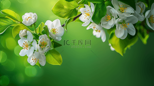 夏季背景图片_夏季绿色植物花朵装饰自然边框背景