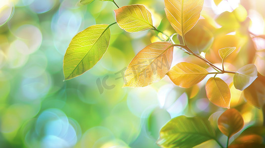 绿茶图片摄影照片_阳光下的茶树嫩叶图片