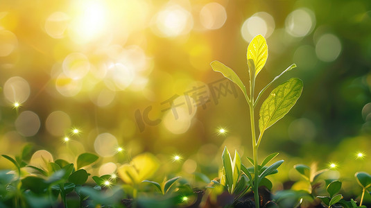 阳光下的茶树嫩叶图片