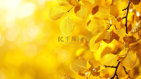 黄色花瓣花瓣背景图片_黄色场景花朵树枝场景的背景