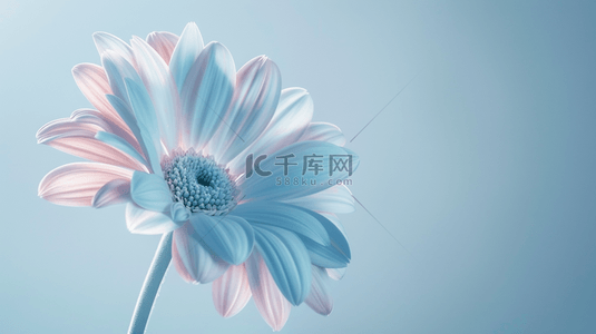 鲜花设计背景图片_淡蓝色室内鲜花花瓶装饰背景