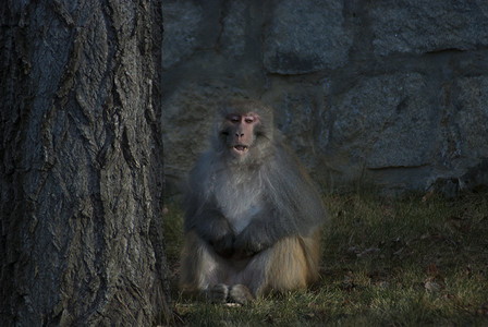 趣味课件摄影照片_西藏林芝藏猕猴佛系猴生