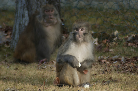 西藏林芝藏猕猴猴趣自然中的和谐瞬间