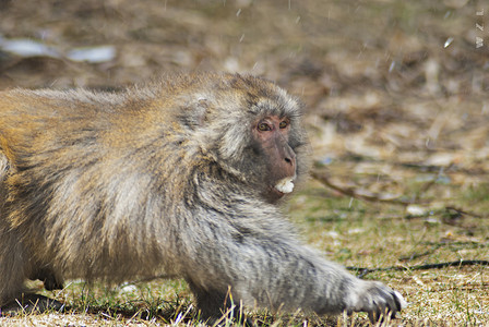 西藏林芝藏猕猴抢食的野趣瞬间