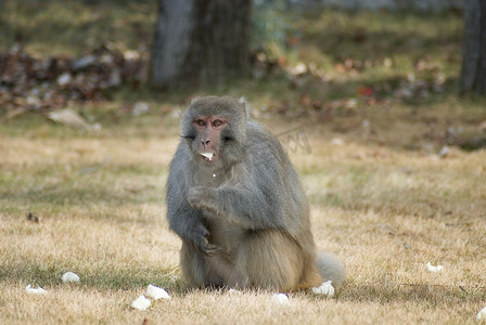 趣味英语摄影照片_西藏林芝藏猕猴觅食的宁静瞬间