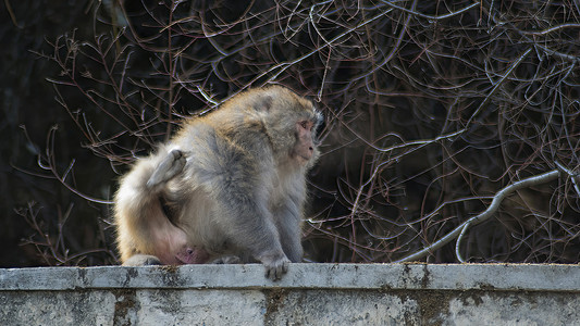 西藏林芝藏猕猴