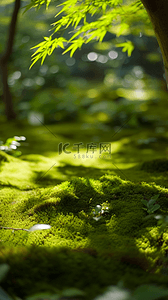 作品展示背景图片_夏天户外森林园林光影空镜场景素材