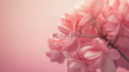 唯美,背景图片_户外阳光下粉色花朵花束景色的背景