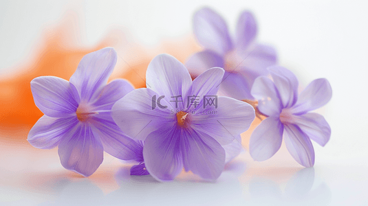 唯美背景图片_唯美紫色浪漫花朵场景的背景