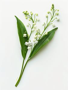 白色背景下孤立的铃兰花枝