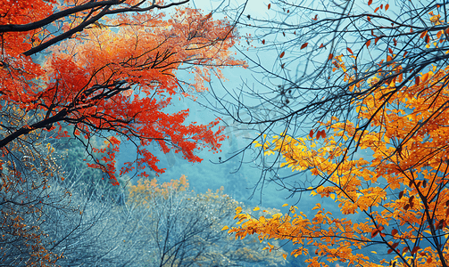 黄色秋季背景摄影照片_秋季景观美丽的树叶景观五颜六色的树木