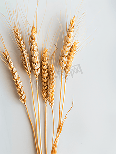 白色背景上的金色小麦