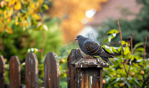 鸽子坐在鸟舍或喂鸟器上老房子花园和栅栏垂直尺寸