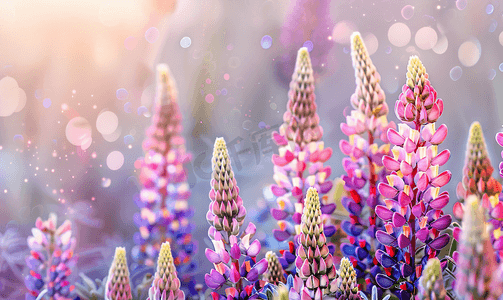 鲜艳多彩的羽扇豆花卉背景