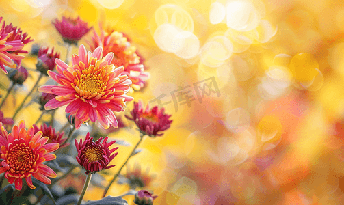黄色秋季背景摄影照片_在秋天风景的背景的五颜六色的菊花
