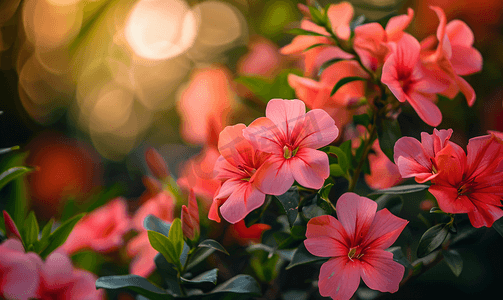 红粉色小朵朵鲜花阳光明媚的热带花园公园盛开的花卉特写