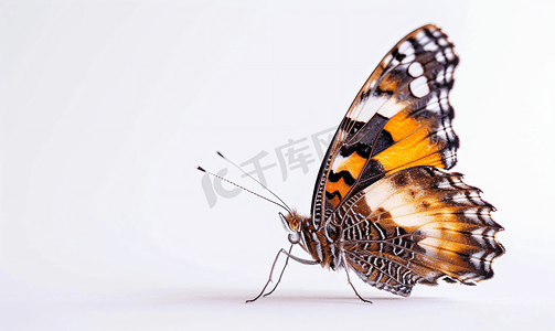 昆虫蝴蝶白色背景上孤立框架