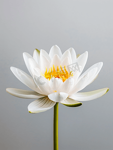 鲜艳的花摄影照片_白色鲜艳的花睡莲