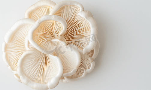灵芝简笔摄影照片_白山毛榉蘑菇或白灵芝蘑菇