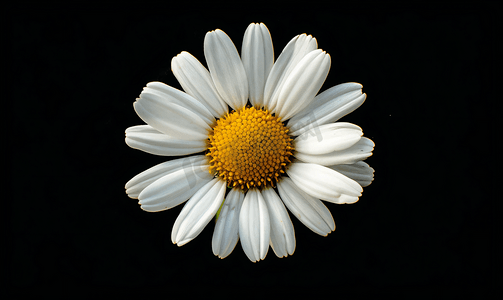 雏菊夏季白色花孤立在黑色背景