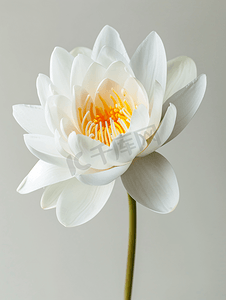 白色鲜艳的花睡莲
