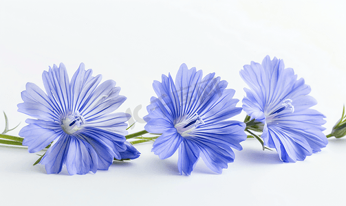 鲜艳的花摄影照片_鲜艳的菊苣花