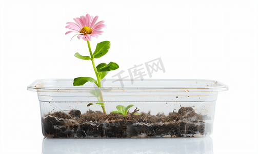 根土壤摄影照片_白色背景下塑料容器中的粉色雏菊幼苗