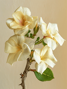 白色康乃馨摄影照片_孤立在白色背景上的沙漠玫瑰花