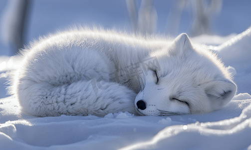 北方寒冷摄影照片_睡在雪地上的人造北极狐