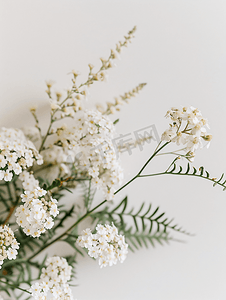 藤本植物摄影照片_蕨叶白花西洋蓍草盛开