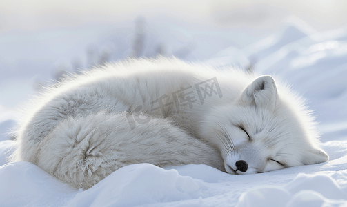 睡在雪地上的人造北极狐