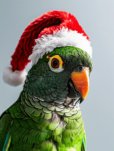 戴着圣诞十字帽的绿颊鹦鹉